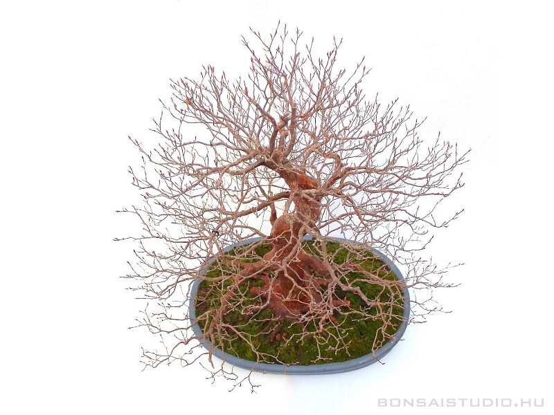 stewarttia manodelpha bonsai in oval tokoname pot